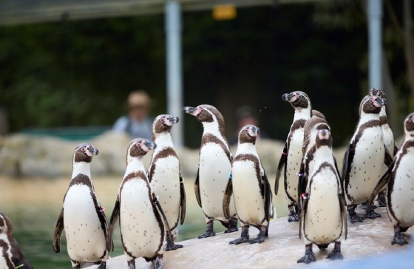 Penguins