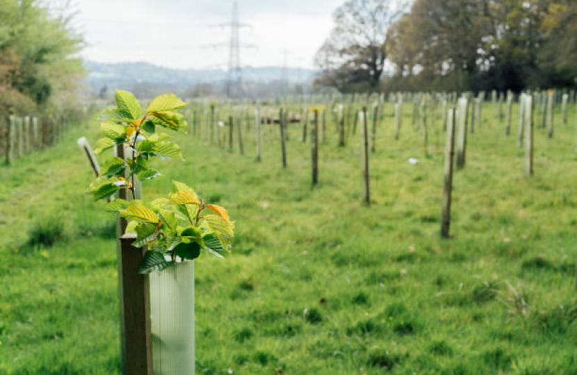 Tree Planting