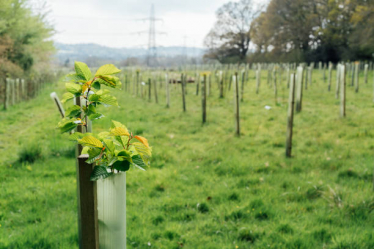 Tree Planting